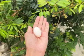 吃完早饭出来捡了一颗白色蛋