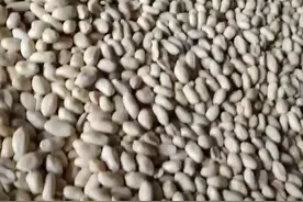 8-9个水分的花生仁！我们的“阿尔诺兀”脱衣效果杠杠滴！视频封面