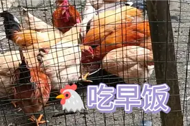 🐔饿了会认人  来看看怎么回事视频封面