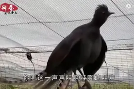 世界口技最强的鸟，会模仿小孩的哭声，相似度达到100%