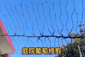 太可惜！7年庭院葡萄年产200斤，说砍就砍，最后一次修剪亮绝活