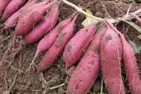 种植红薯不需要买苗，只花五毛钱地里摁一摁，一个红薯能长50根视频封面