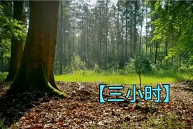 想了好多个关于夏天的文案，都不及这一刻的鸟鸣与微风。