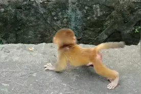 小猴子学走路走两步回头看看