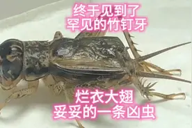 终于捉到了罕见的竹钉牙蛐蛐，烂衣大翅，妥妥的一条凶虫！视频封面