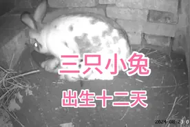 十二天是个特殊的日子，小兔十二天开眼，世界原来如此丰富多彩视频封面