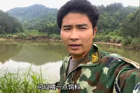 一条青鱼8000一条，小伙准备3万元投喂饲料，养到80斤卖给老麻雀视频封面