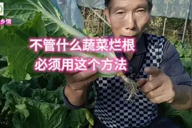 防治蔬菜烂根，十之有九方法不对，这才是唯一的方法视频封面