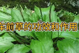 车前草的功效和作用视频封面