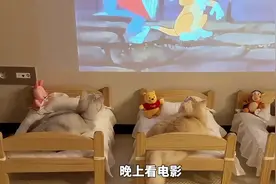 家里有三只小猫，主人却安排两张床，接下来会发生什么呢？视频封面