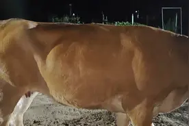 粉丝兄弟说1118斤的牛也就出300斤肉，到底出多少肉宰了看看