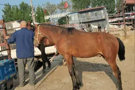 遇到发情期的马真是没办法，几次挣脱缰绳逃跑，一个人根本拽不住