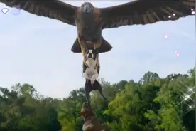 🦅🐾狗子被老鹰抓住，另一只狗毫不扰豫奋力救援.结局很暖视频封面