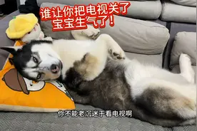 狗狗沉迷于看电视，当主人把电视给它关掉后，狗的反应笑得人肚疼视频封面