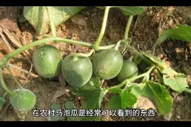 马泡瓜的功效