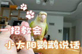 一招教会小太阳说话#小太阳鹦鹉 #鹦鹉说话 #带标识合法鹦鹉