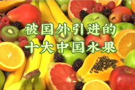 历史上被外国引进的中国本土十大水果，你知道是哪些吗？视频封面