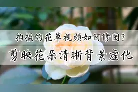 视频也可以修图，剪映教你花朵清晰背景虚化的景深效果，新手可学