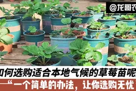 如何选购适合本地气候的草莓苗呢？一个简单的方法，让你选购无忧视频封面
