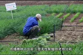 韭菜老根翻栽正当时，错过时间等明春视频封面