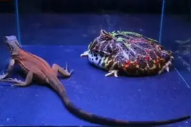 神奇的动物什么都吃