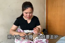 王二妹给母狗调羊奶粉，带大家看出生8天的小奶狗，萌萌哒视频封面