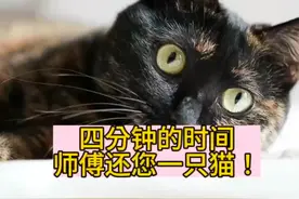 北京西城寻猫—
（直接付费）
破案极速版！4分钟师傅成功找回！视频封面