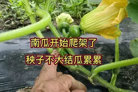 南瓜开始爬架了，秧子不大却结瓜累累，种南瓜记住几点视频封面