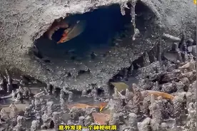 男人赶海时发现一个神秘树洞，里面竟然躲藏着一只巨型大青蟹！视频封面