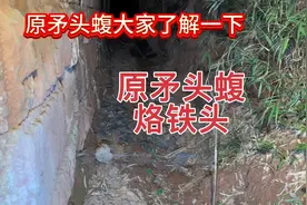 今天带大家了解一下原矛头蝮蛇，俗称烙铁头