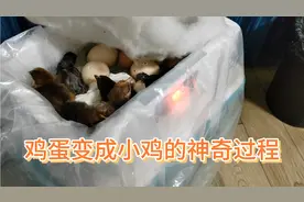 经过21天的水床孵化，鸡蛋变成小鸡的神奇过程视频封面