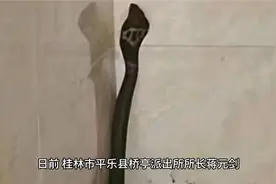 惊险 | 一条黑色大蛇闯入居民家，桂林民警化身“捕蛇达人”视频封面
