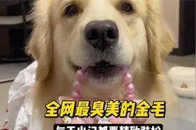 全网最臭美的金毛撒库拉酱，无时无刻都在照镜子，比主人还会穿搭视频封面
