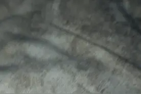 狗妈妈和小狗视频封面