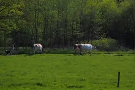 荷兰1800万人口创造1万亿GDP，放在中国省份能排第几？  #涨知识