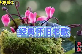 🎶经典怀旧老歌带你回到火红的年代《洗衣歌》《金梭和银梭》视频封面