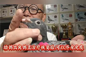 幼鸽出窝鸽豆治疗恢复后，可以终身免疫视频封面