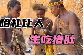哈扎比人吃起疣猪来有多野蛮，新鲜猪肚不清理就往嘴里塞视频封面
