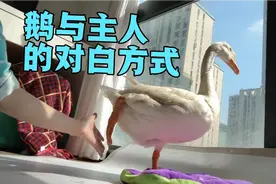 鹅的智商到底有多高呢？看鹅宝与主人的对话交流方式后简直惊呆了