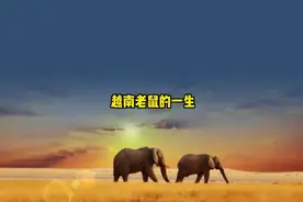 越南吃老鼠有多疯狂视频封面