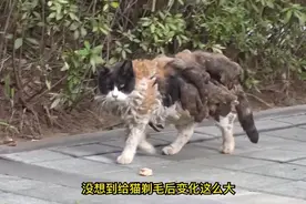 流浪猫八年未修剪毛发，获救剃毛秒变“小公举”！