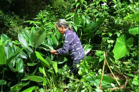 广西传统“饭心糍粑”，这做法不常见，味道香浓，不简单！