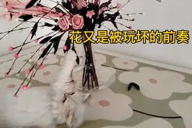 这只猫猫才3个月就跳上桌子玩上了