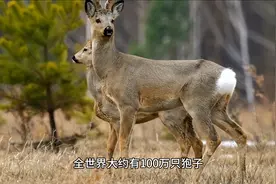 狍子被称为东北第一“神兽”，到底有多傻？