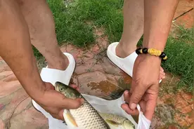 老周眼看着鱼塘的鱼乱跑，一点办法没有，此时此刻老周内心很难受视频封面