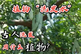 古人“洗发水”大盘点，看看古人都用什么植物洗发？