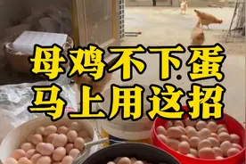 母鸡不下蛋，马上用这招，养鸡高手总结的妙招视频封面