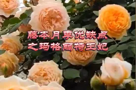 藤本月季优缺点之玛格丽特王妃