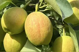 新疆库尔勒香梨开始采摘啦！自家果园视频封面