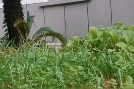 一花一树一世界一叶一树一菩提视频封面